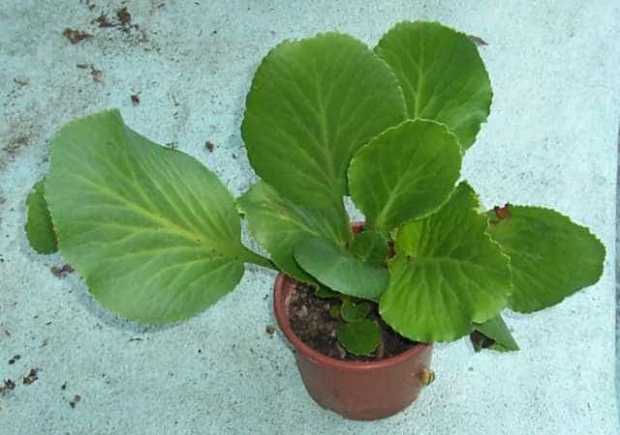 bergenia