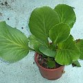 bergenia